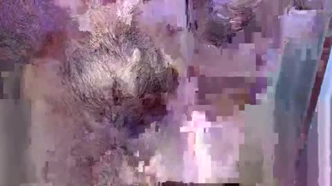 Snapshot of 69bidam chatting on December 14, 2:11 pm 69bidam online show from December 14, 2:11 pm