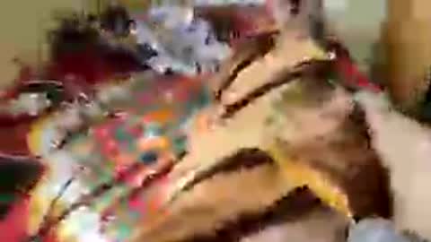 Snapshot of aachujos97 chatting on June 12, 5:50 am Aachujos online show from June 12, 5:50 am
