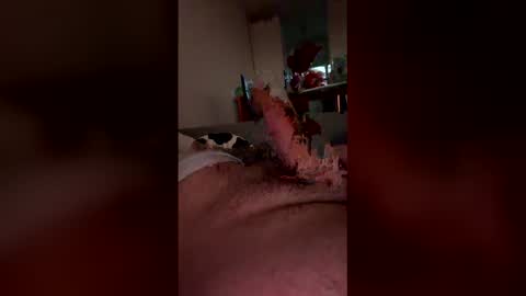 analpunisher2808 online show from March 9, 6:06 am