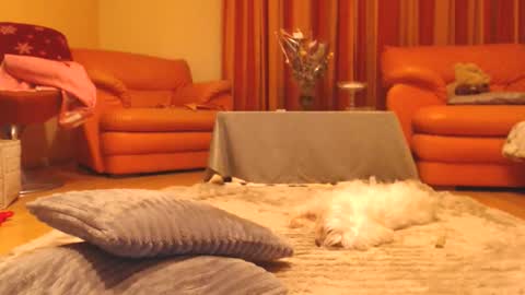 Andra online show from December 13, 7:53 pm