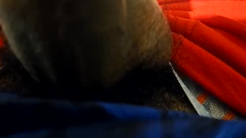 anel794872 online show from February 23, 6:00 am