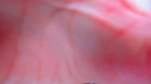 Anthea online show from February 2, 3:55 pm