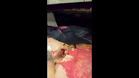bedaddysslut3 online show from June 9, 6:58 am