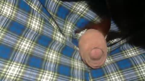  Reservoir Dogs online show from November 2, 9:06 pm