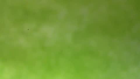 bonershow online show from January 18, 4:22 pm