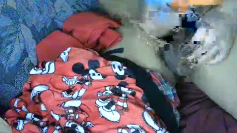 Snapshot of cancer7777 chatting on March 4, 6:15 am 7777 online show from March 4, 6:15 am