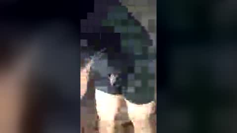 Snapshot of chrisalejandr0896 chatting on July 3, 2:18 am chrisalejandr0896 online show from July 3, 2:18 am