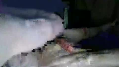 lazarus online show from January 31, 5:32 pm