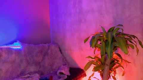 danita_veelz online show from June 5, 10:37 pm