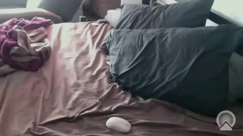 Snapshot of dcteamfucker chatting on February 14, 2:03 pm DCTeamFucker online show from February 14, 2:03 pm