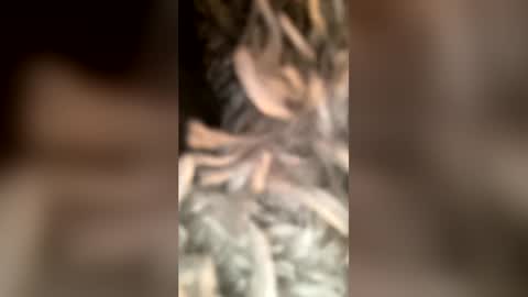Snapshot of dejmood chatting on July 8, 12:37 am Moodydej online show from July 8, 12:37 am