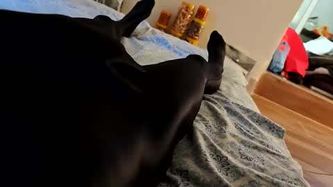 SpandexDiby online show from April 27, 10:24 am