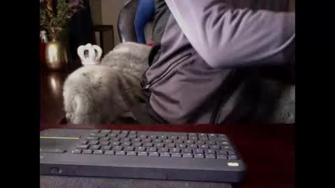The Digital Pimp.... online show from May 3, 1:17 pm