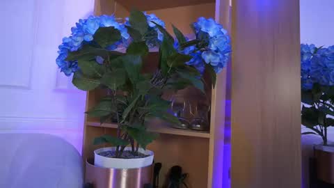 Elasummeer online show from February 4, 2:23 pm