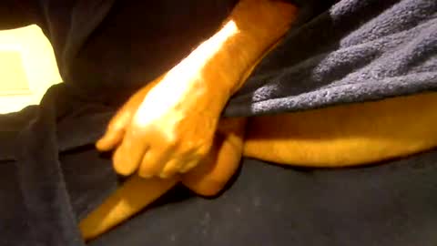 fastoys aka ...what ever.. online show from March 19, 2:32 pm