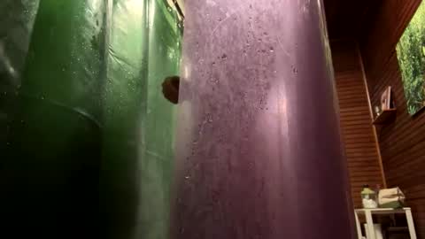 Forest online show from January 23, 10:01 pm