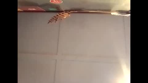 Warwick online show from October 30, 7:10 am