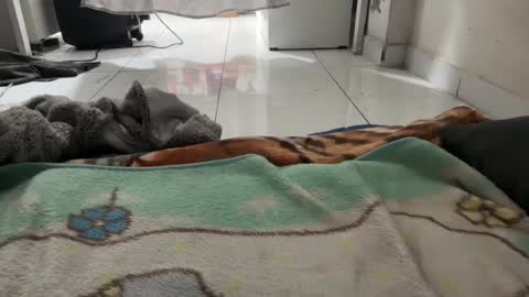 gab021593 online show from January 8, 1:57 pm