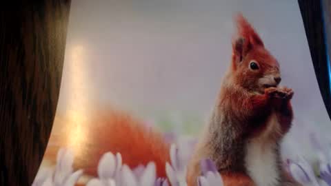 galera100 online show from March 3, 8:31 am