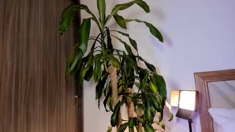 Hailey online show from February 10, 2:37 am