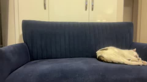 Snapshot of hoplonger chatting on March 6, 2:13 pm hoplonger online show from March 6, 2:13 pm