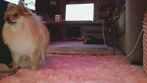 Snapshot of hotgirlbigbutt chatting on January 17, 11:15 am hotgirlbigbutt online show from January 17, 11:15 am