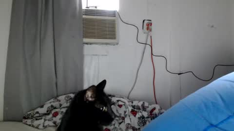 houseflipper online show from August 1, 12:59 pm