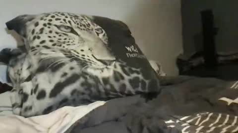 Lex6699 online show from March 31, 7:36 pm