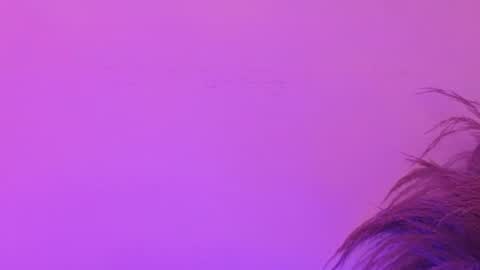 Lia Bell online show from June 30, 7:15 pm