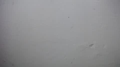 lisa_branch online show from November 28, 10:07 am