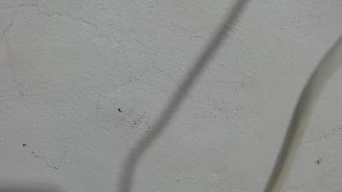 Frank and Nathy  online show from September 11, 3:56 pm