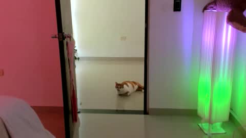 luara__01__lecat_1 online show from February 16, 9:22 pm