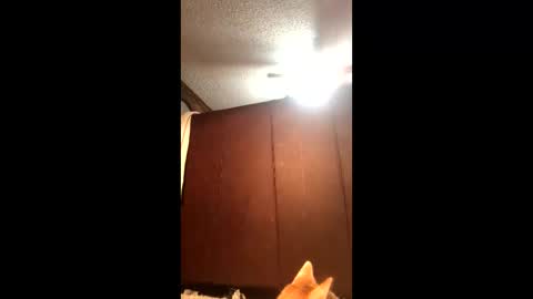 KarizmaticKitten online show from February 21, 12:11 am