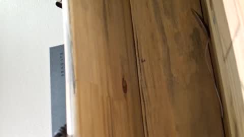 mellomike online show from March 4, 5:30 pm