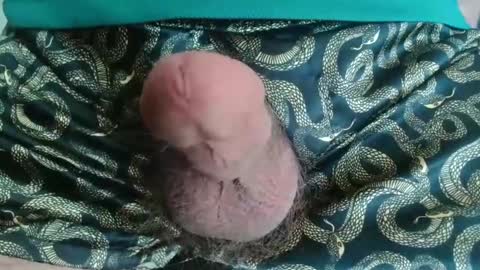 miketrike137 online show from April 22, 10:22 pm