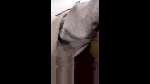 MissNiagara online show from January 18, 8:23 pm