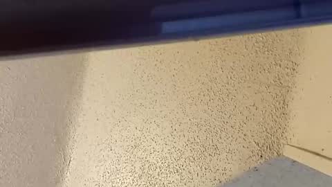 melissa online show from March 2, 7:32 pm