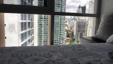 Paradise Bird01 online show from March 15, 5:30 pm