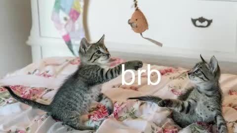 Kitty online show from May 27, 3:03 am