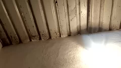 Snapshot of reinft chatting on February 11, 2:16 am reinft online show from February 11, 2:16 am