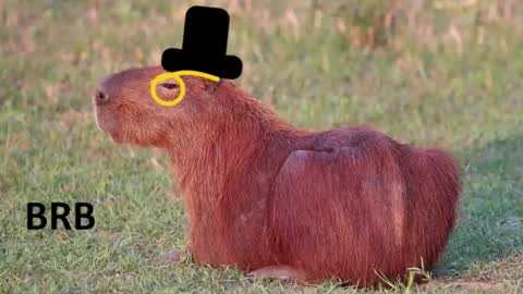 Chris online show from January 16, 1:31 am