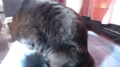 sasha start online show from March 1, 2:52 pm