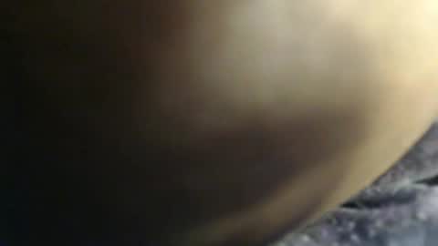 pety online show from February 3, 7:41 pm