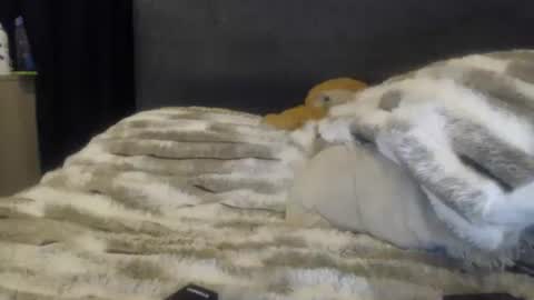 sofi online show from June 8, 2:01 am