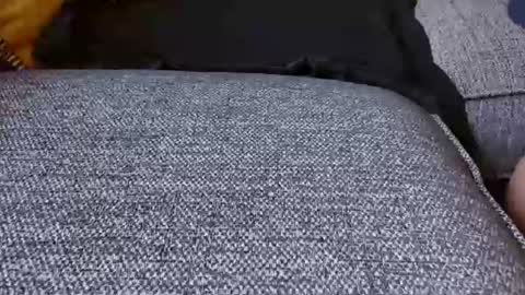 wildwills online show from June 29, 6:41 pm
