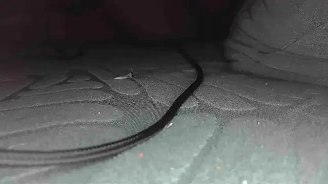 sclax38 online show from January 1, 12:00 pm