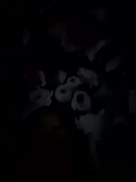 palorid online show from January 14, 9:31 pm