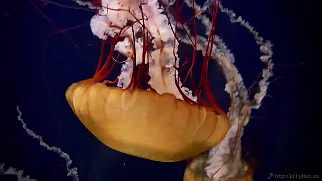 streamy test11 online show from December 9, 8:11 am