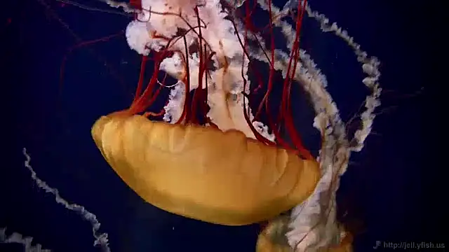 streamy test11 online show from December 10, 8:30 am