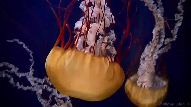 streamy test11 online show from December 16, 8:09 am